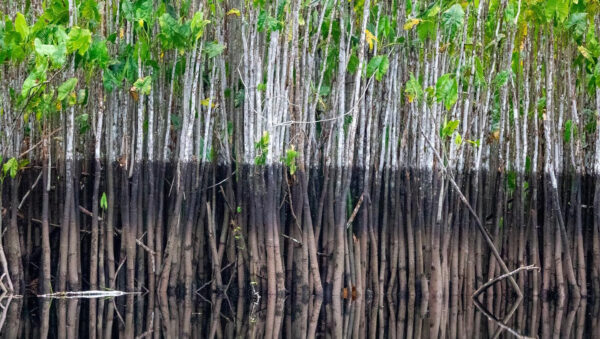 2 dagen Coesewijne kajak trip (Suriname) - Afbeelding 4