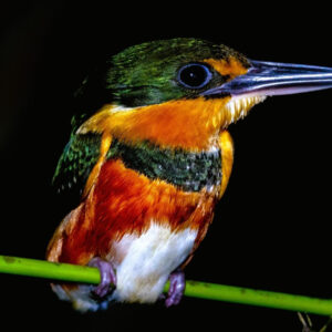 Peperpot Natuurpark Avondwandeling (Suriname)