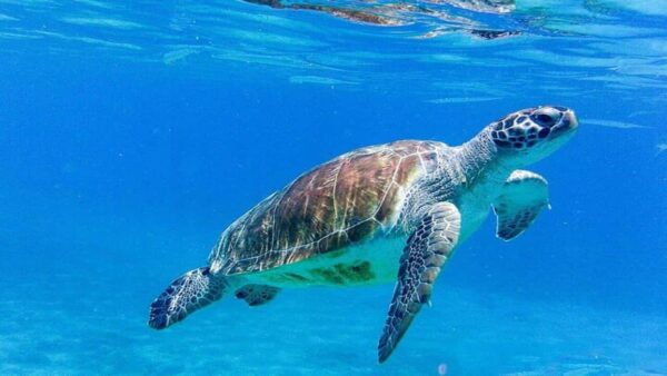 Willemstad: Hato Grot, Flamingo's en Turtle Beach Tour - Afbeelding 3