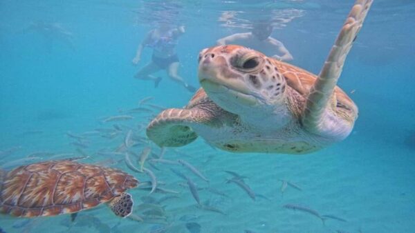 Willemstad: Hato Grot, Flamingo's en Turtle Beach Tour