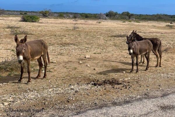 Fair Donkey Tour with Local Guide (Bonaire) - Image 4
