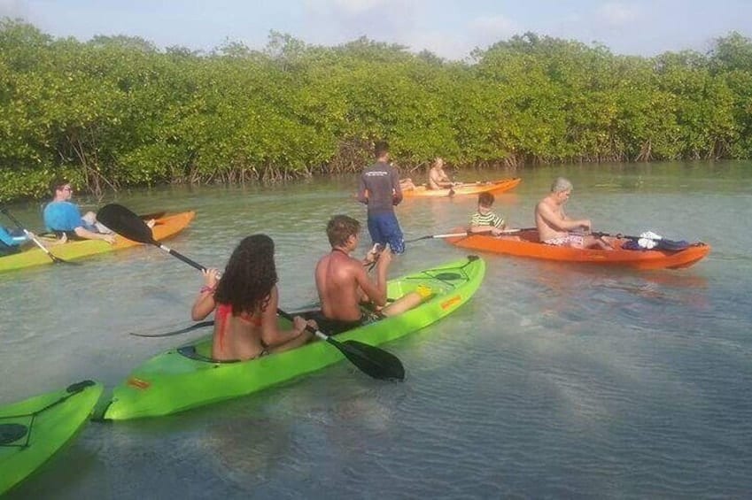 Glass Bottom Kayak Tour of the Mangrove Forest (Aruba)