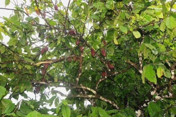 Full Day Guide Tour of the Plantation by Car (Suriname) - Image 2