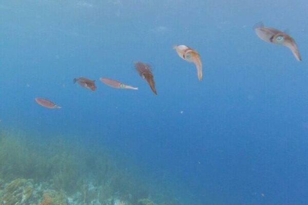Semiprivate Snorkelexcursie met 2 Haltes op Bonaire (Bonaire) - Afbeelding 4
