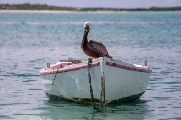 Tour fotográfico privado (Bonaire) - Imagen 5