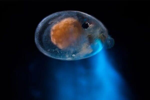 Buceo nocturno mágico bioluminiscente (Bonaire) - Imagen 3