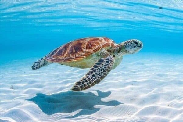 Experiencia privada de snorkel y crucero (Aruba) - Imagen 2