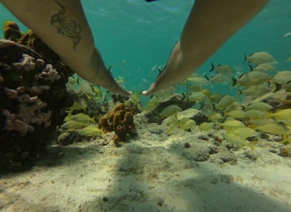 Crucero de snorkel con barra libre y almuerzo ligero (Aruba) - Imagen 5