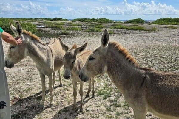 Guía para el Tour Norte y Sur en Bonaire (Bonaire) - Imagen 3