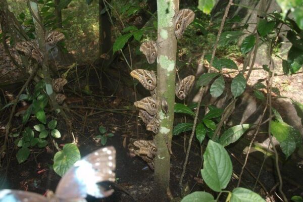 Neotropical Butterfly Park and Cola Creek Day Trip (Suriname) - Image 4