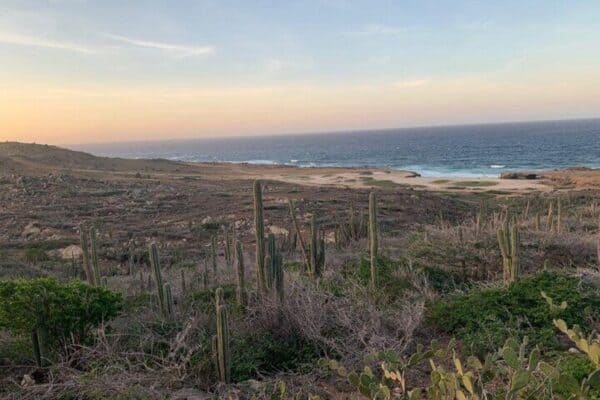 Paseos a caballo en la playa de Wariruri (Aruba) - Imagen 5