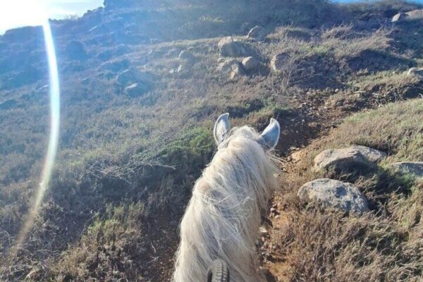 Private 2-Hour Advanced Horseback Riding Tour (Aruba) - Image 3