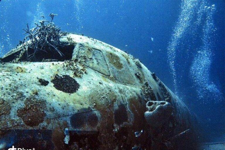2-Tank Guided Dive for Certified Divers (Aruba)