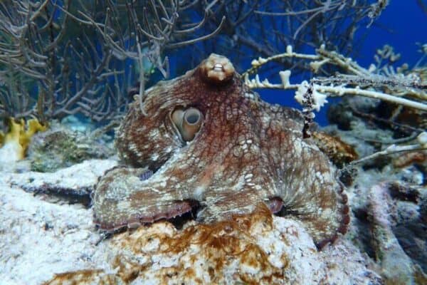 Excursión de snorkel en el Parque Marino Klein Bonaire (Bonaire) - Imagen 5