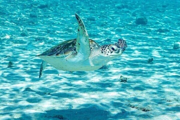 Snorkeling with Turtles and Kenepa Grandi: The Island Excursion! (Curaçao) - Image 5