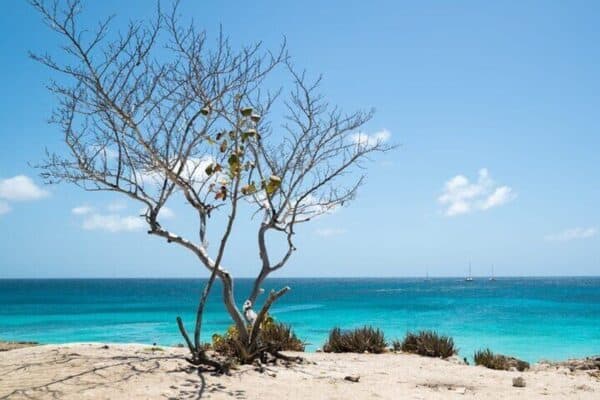 Snorkel privado con 2 paradas - ¡Ecológico! (Aruba) - Imagen 3