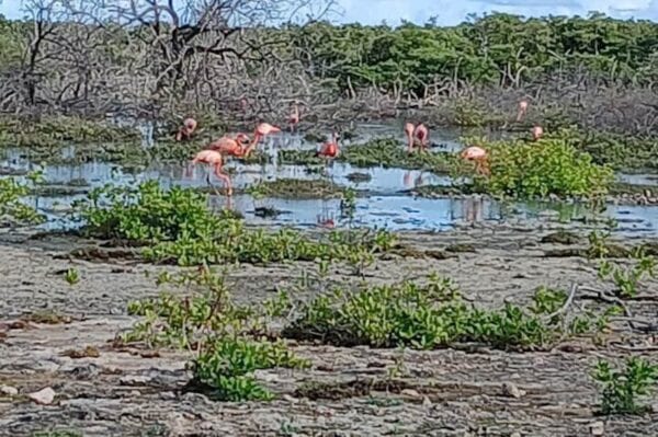 Snorkeling with Turtles & Flamingos Spotting (Bonaire) - Image 3