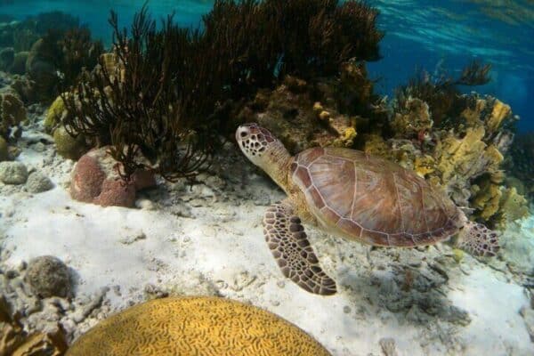 Luxury Snorkeling Tour on a Spacious Wooden Schooner with Local Lunch (Bonaire) - Image 3