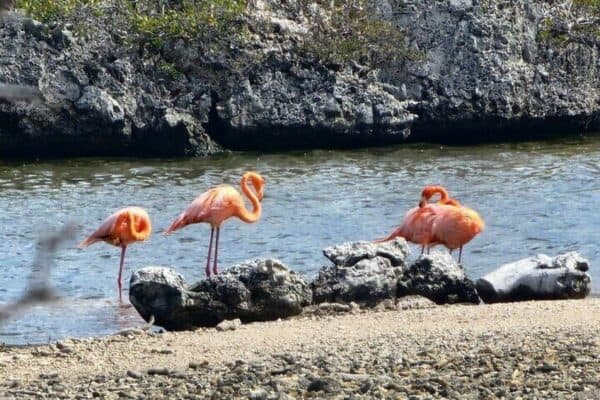 Guía para el Tour Norte y Sur en Bonaire (Bonaire)