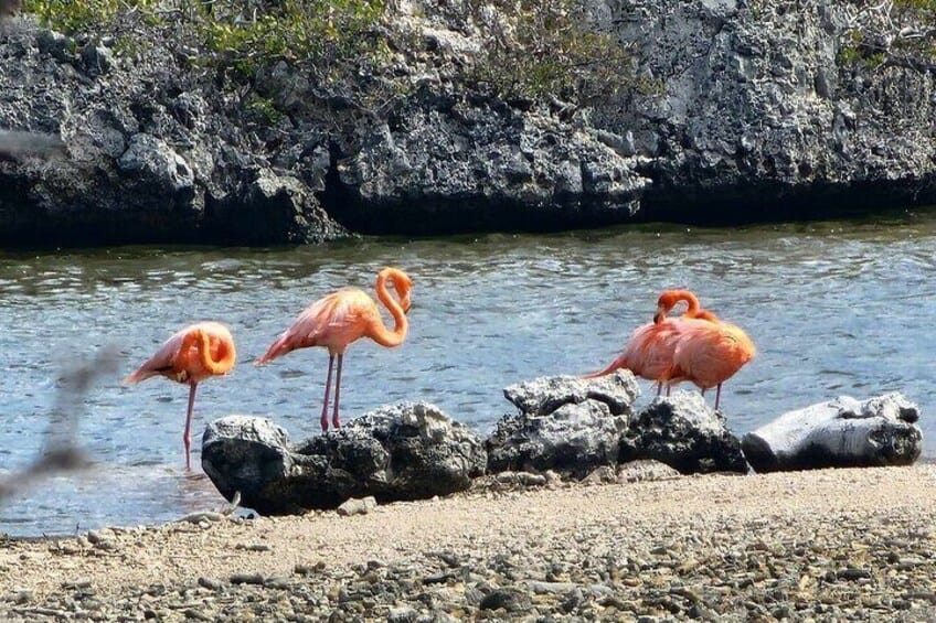 Guía para el Tour Norte y Sur en Bonaire (Bonaire)
