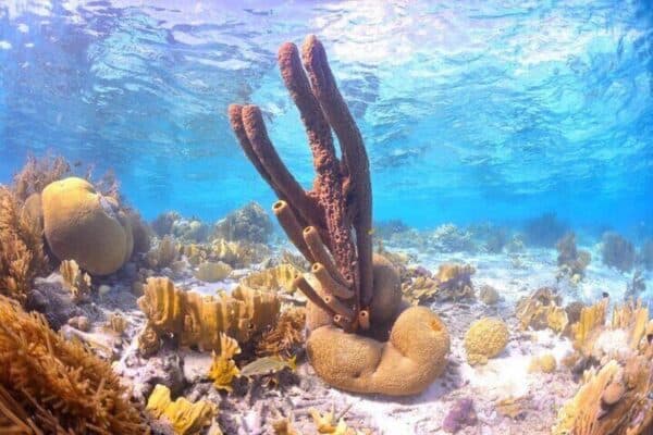 Chárter 100% privado: Snorkel, Vela, Relax (Bonaire) - Imagen 5