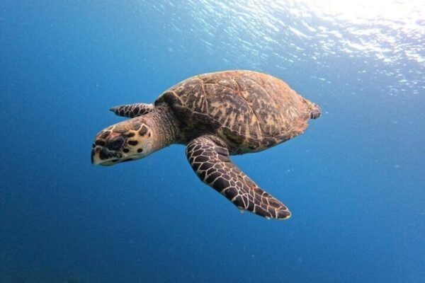 Swimming with Sea Turtles - Award Winner 2023 & 2024 (Curaçao) - Image 3