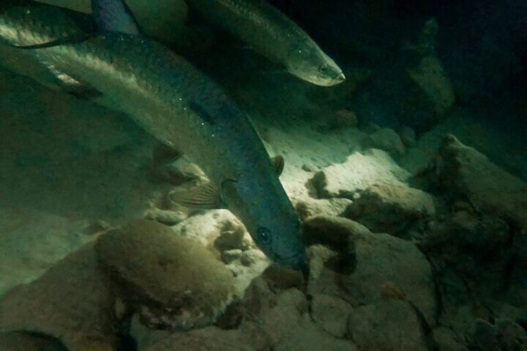 Snorkel nocturno con tarponen (Bonaire)