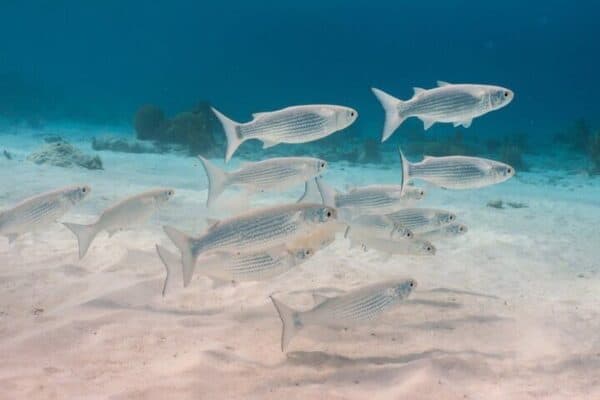 Luxury Snorkeling Tour on a Spacious Wooden Schooner with Local Lunch (Bonaire) - Image 5