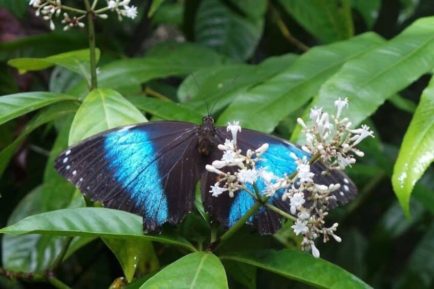 Neotropisch Vlinderpark en Colakreek Dagtocht (Suriname)