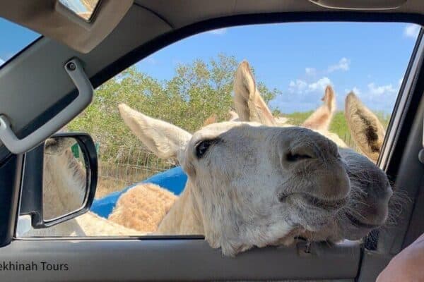 Fair Donkey Tour with Local Guide (Bonaire) - Image 5