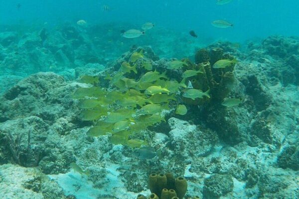 Experiencia privada de snorkel y crucero (Aruba) - Imagen 3
