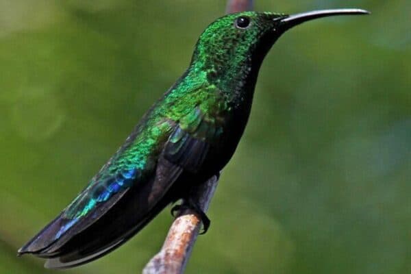 Domaine de Vogelsafari: Excursión en grupo reducido (Sint Maarten) - Imagen 2