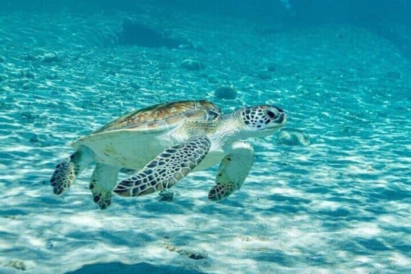 Snorkeling with Turtles and Kenepa Grandi: The Island Excursion! (Curaçao) - Image 2