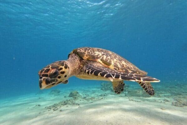 Swimming with Sea Turtles - Award Winner 2023 & 2024 (Curaçao) - Image 2