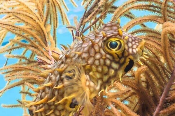 Luxury Snorkeling Tour on a Spacious Wooden Schooner with Local Lunch (Bonaire) - Image 2