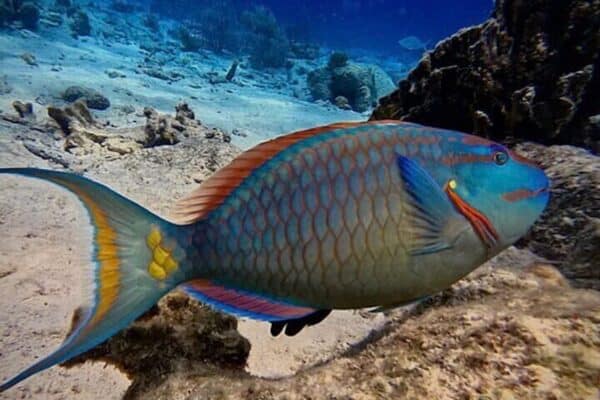 Half-Day Sailing and Snorkeling in 4 Hours (Bonaire) - Image 2
