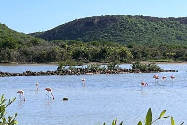 Ga West Buggy Avontuur (Curaçao) - Afbeelding 5