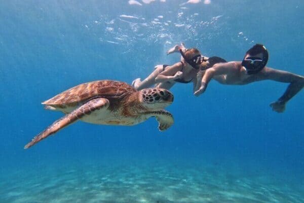 Swim with Sea Turtles and Grote Knip Beach Tour (Curaçao) - Image 3