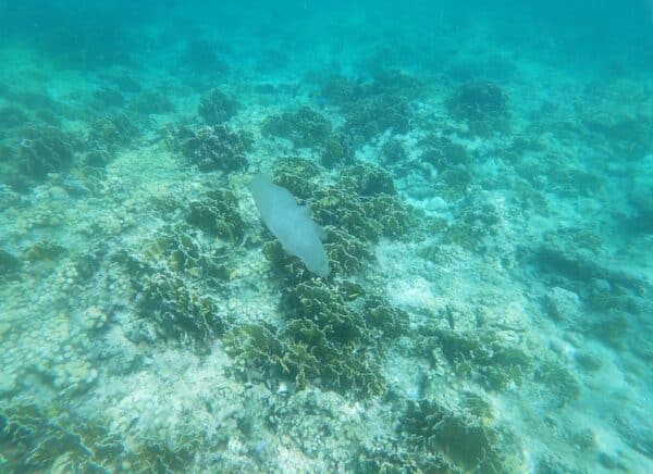 Mangle Halto and Baby Beach Snorkeling Adventure (Aruba) - Image 2