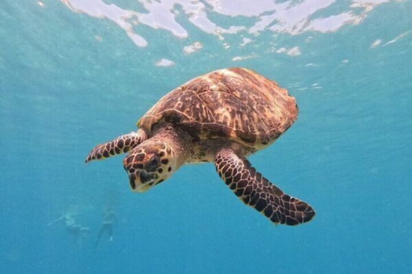 Swimming with Sea Turtles - Award Winner 2023 & 2024 (Curaçao) - Image 4