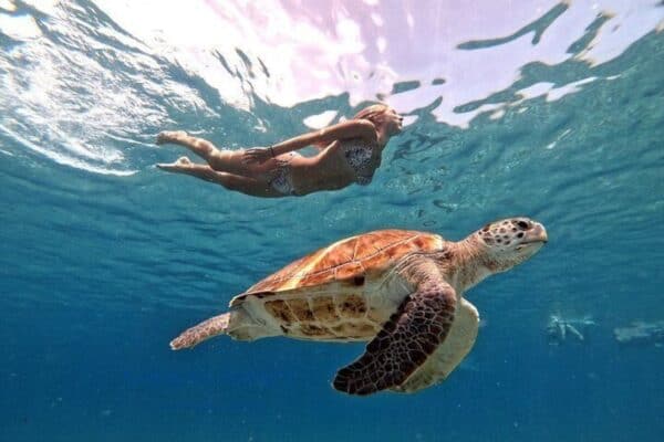 Zwemmen met zeeschildpadden - Award Winnaar 2023 & 2024 (Curaçao)