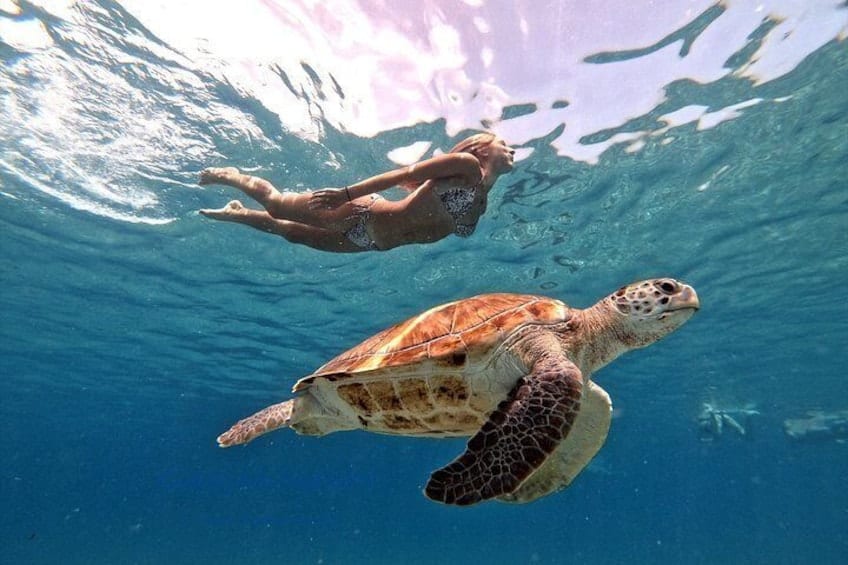 Zwemmen met zeeschildpadden - Award Winnaar 2023 & 2024 (Curaçao)