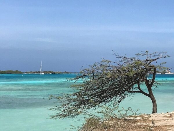 Tour de playa en playa y esnórquel (Aruba) - Imagen 5