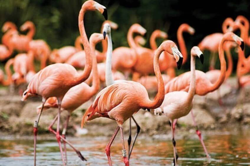 Bonaire Hoogtepunten Tour (Bonaire)
