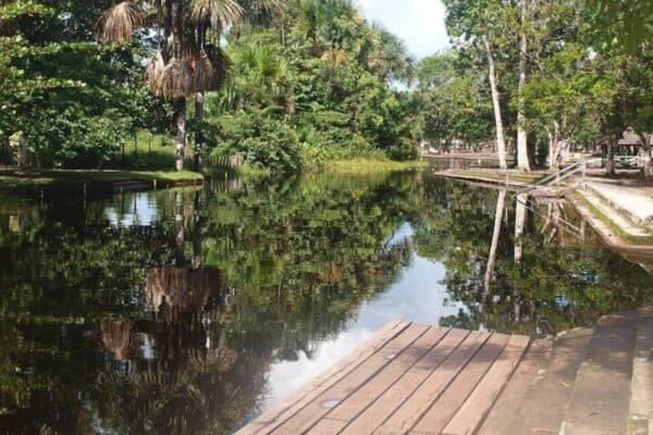 Neotropical Butterfly Park and Cola Creek Day Trip (Suriname) - Image 5