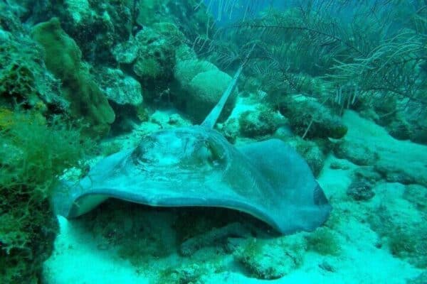 Buceo guiado en nuestro arrecife para buzos certificados. (Curazao) - Imagen 3