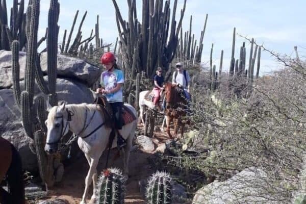 Paseo privado a caballo al atardecer (Aruba) - Imagen 5