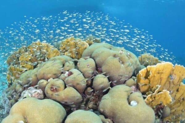 Buceo guiado en nuestro arrecife para buzos certificados. (Curazao) - Imagen 2