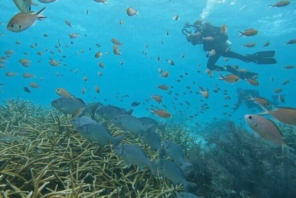 Ontdek de Scuba Duikervaring (Bonaire)