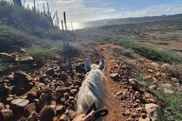 Private 2-Hour Advanced Horseback Riding Tour (Aruba) - Image 4